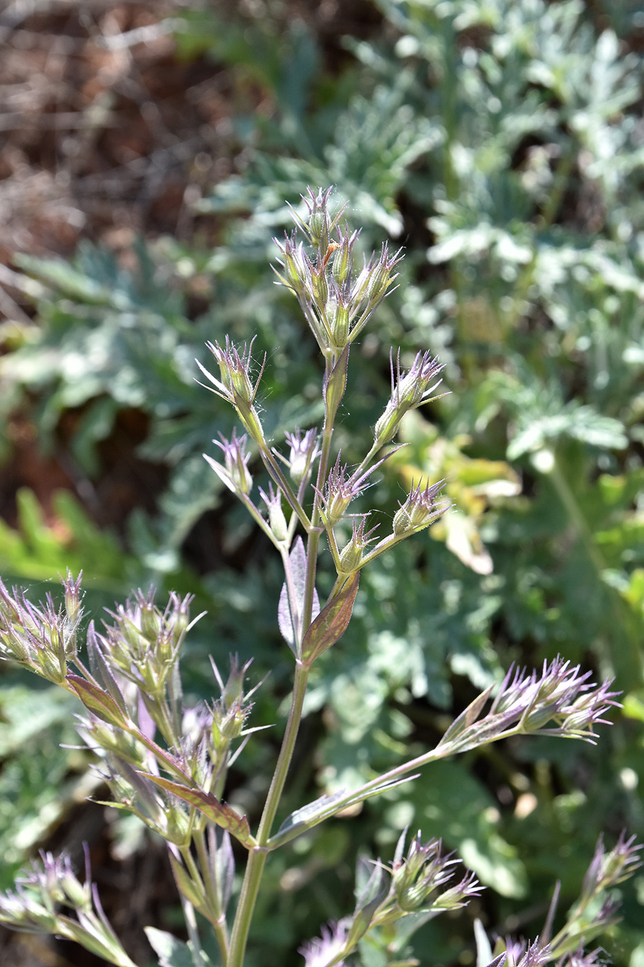 Image of Nepeta ucranica specimen.