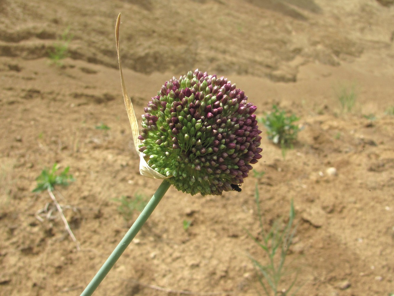 Изображение особи Allium atroviolaceum.