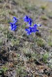 Delphinium grandiflorum