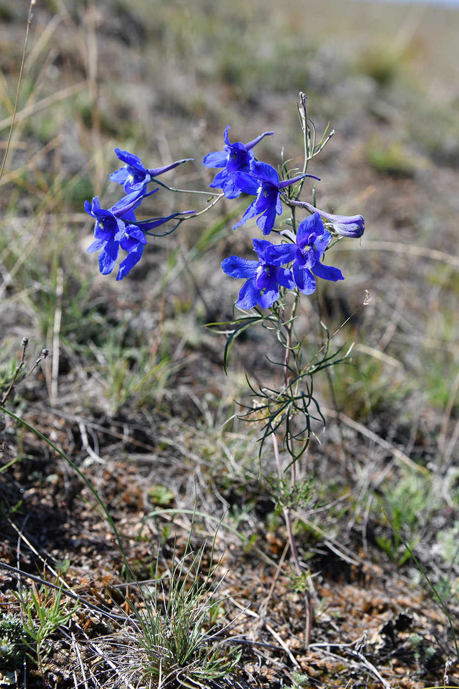 Изображение особи Delphinium grandiflorum.