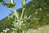 Cirsium ciliatum. Часть стебля, листья и основания пазушных побегов. Республика Адыгея, окраина пос. Каменномостский, ур. Холодное, луг. 31 июля 2022 г.