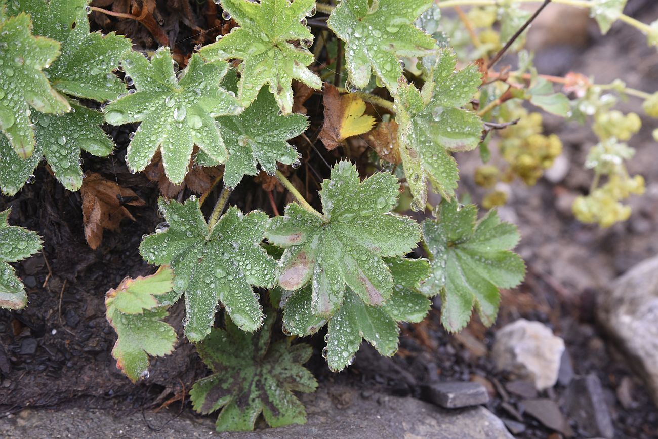 Изображение особи род Alchemilla.