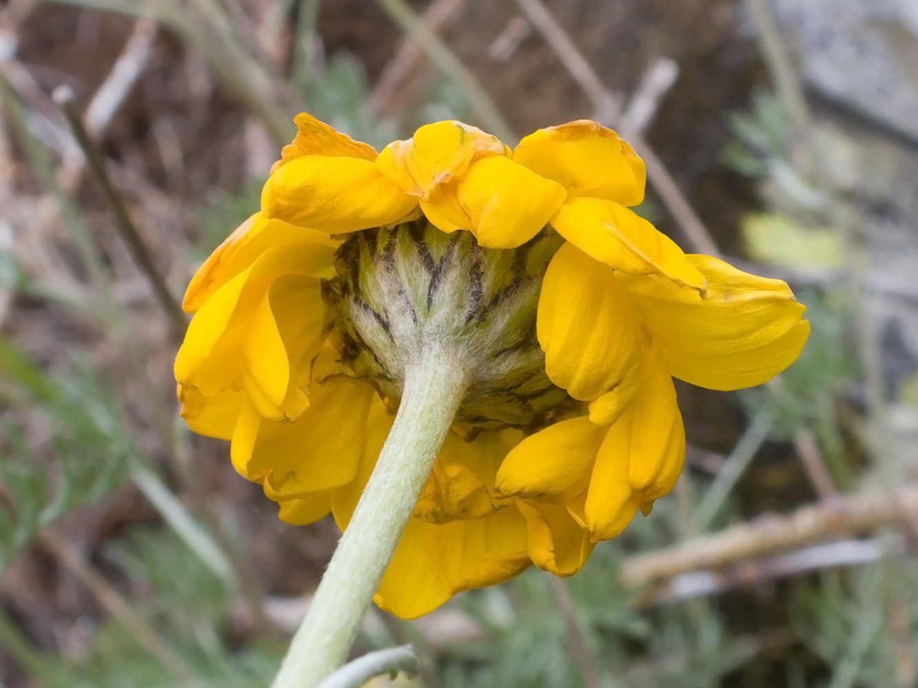 Image of Anthemis sosnovskyana specimen.