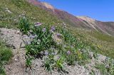 Allium platyspathum. Цветущие растения в сообществе с Potentilla. Киргизия, Ошская обл., Памир, Заалайский хр., долина р. Ачик-Таш, ≈ 3600 м н.у.м., альпийский луг, осыпающийся каменистый участок. 03.07.2022.