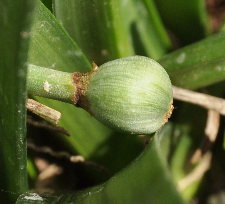 Image of Sternbergia lutea specimen.