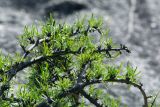 Rhamnus tortuosa