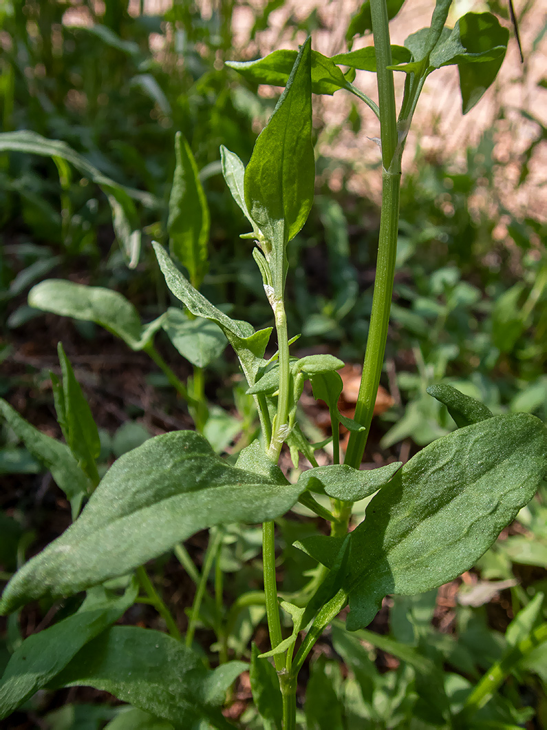 Изображение особи Rumex acetosella.