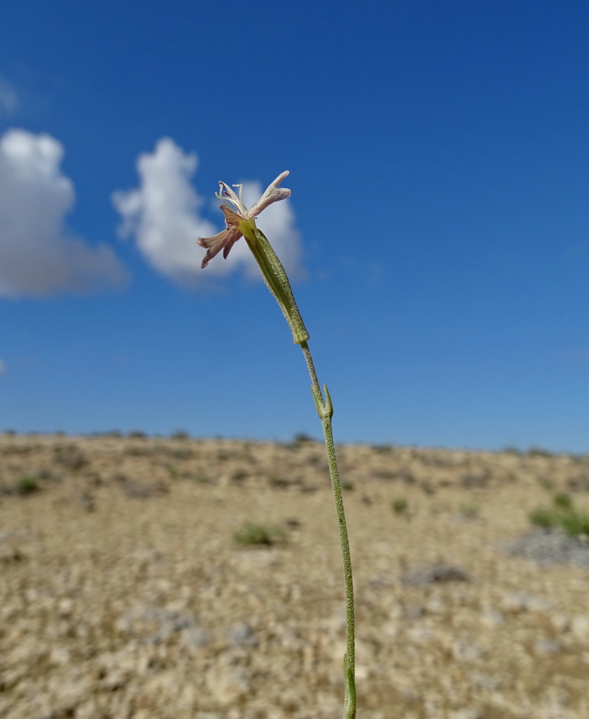 Image of Silene fruticulosa specimen.