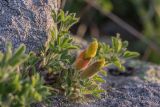 genus Chamaecytisus