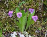 Viola gmeliniana