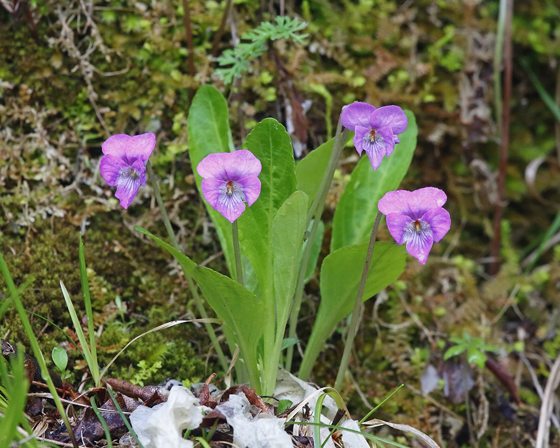 Image of Viola gmeliniana specimen.