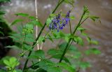 Galega orientalis. Верхушка побега с соцветиями (рядом видны побеги Rubus). Грузия, Самцхе-Джавахети, окр. г. Боржоми, берег р. Боржомула, у воды. 11.06.2023.