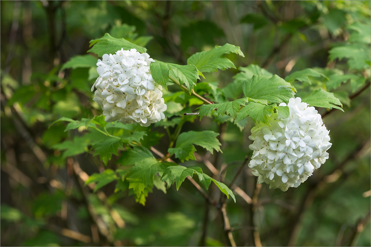 Изображение особи Viburnum opulus f. roseum.