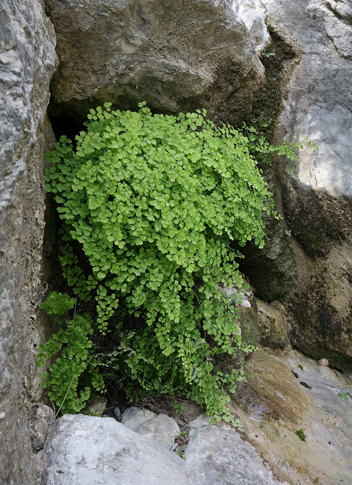 Image of Adiantum capillus-veneris specimen.