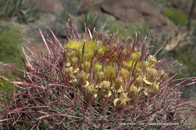 Image of Ferocactus cylindraceus specimen.