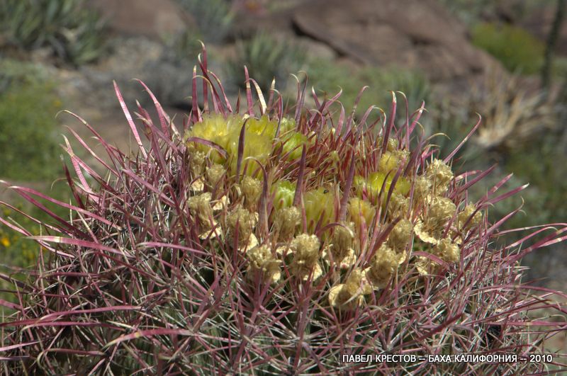 Изображение особи Ferocactus cylindraceus.