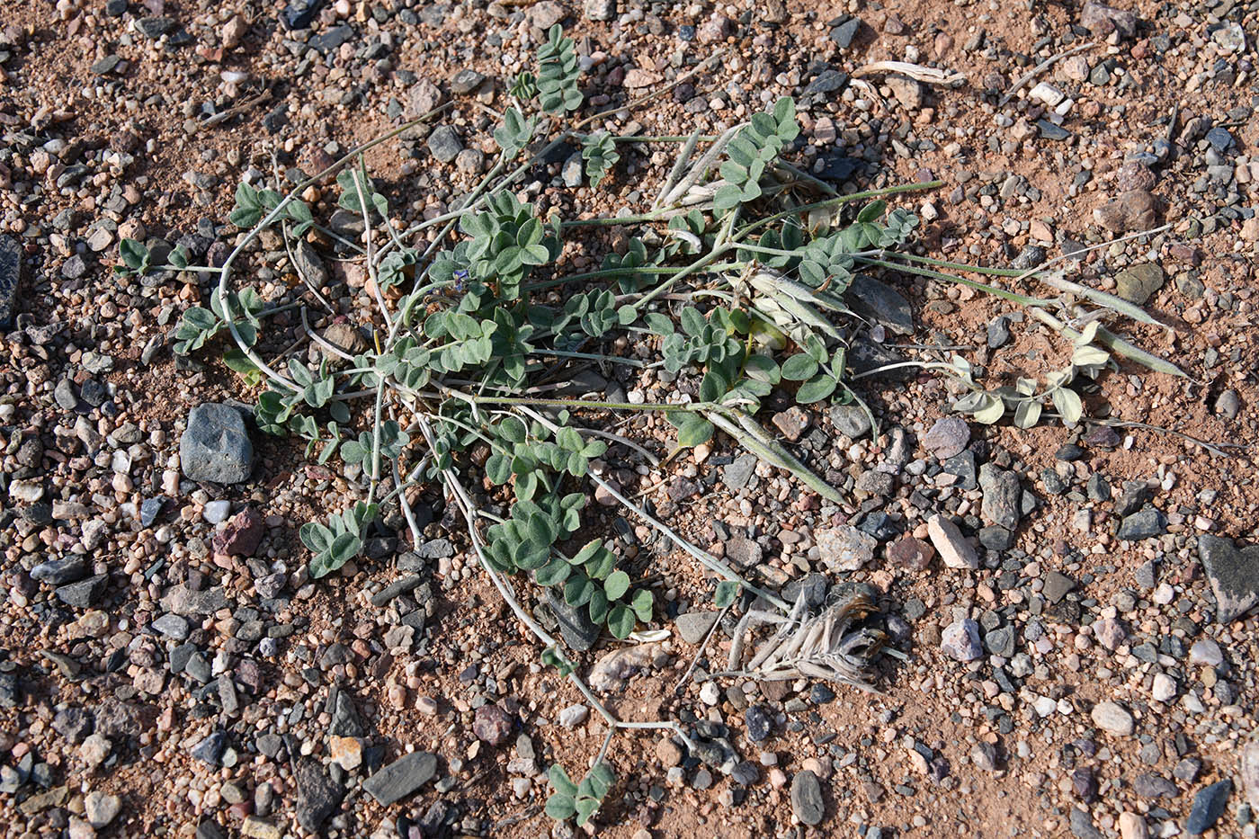 Image of Astragalus amabilis specimen.