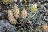 Astragalus lupulinus. Цветущее и плодоносящее растение. Иркутская обл., Ольхонский р-н, Тажеранская степь, степь с гранитными останцами. 30 июля 2023 г.