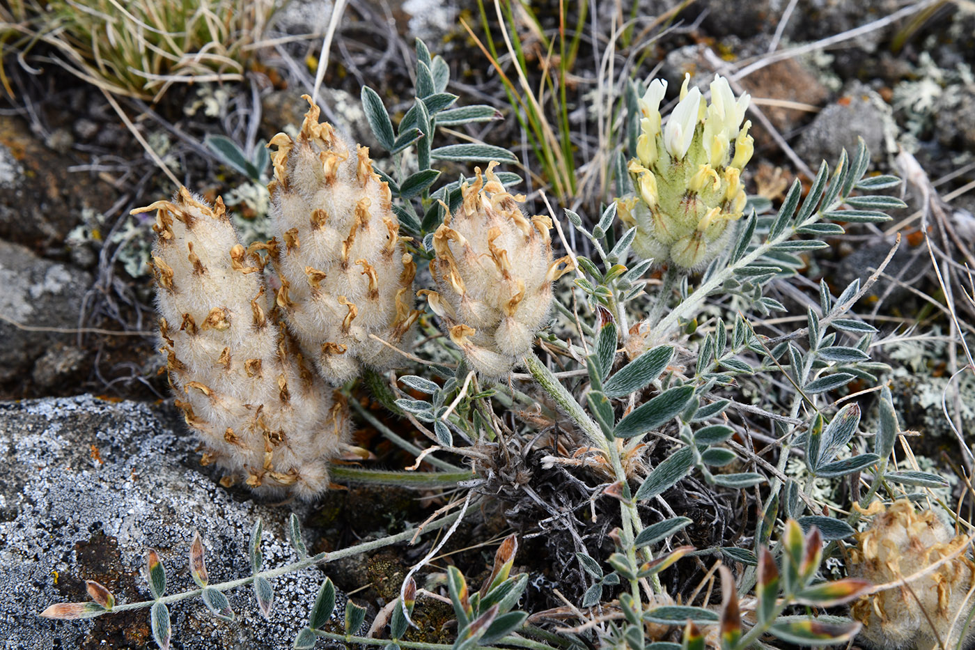 Изображение особи Astragalus lupulinus.