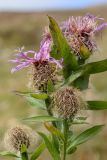 Centaurea abnormis. Верхушка побега с соцветиями. Адыгея, Кавказский биосферный заповедник, плато Лаго-Наки, 2060 м н.у.м., субальпийский луг. 17.09.2023.