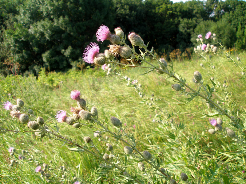 Изображение особи Cirsium arachnoideum.