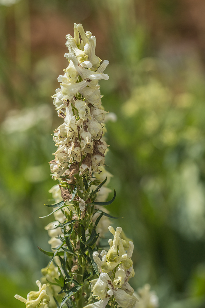 Изображение особи Aconitum orientale.