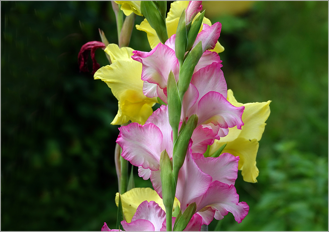 Image of Gladiolus &times; gandavensis specimen.