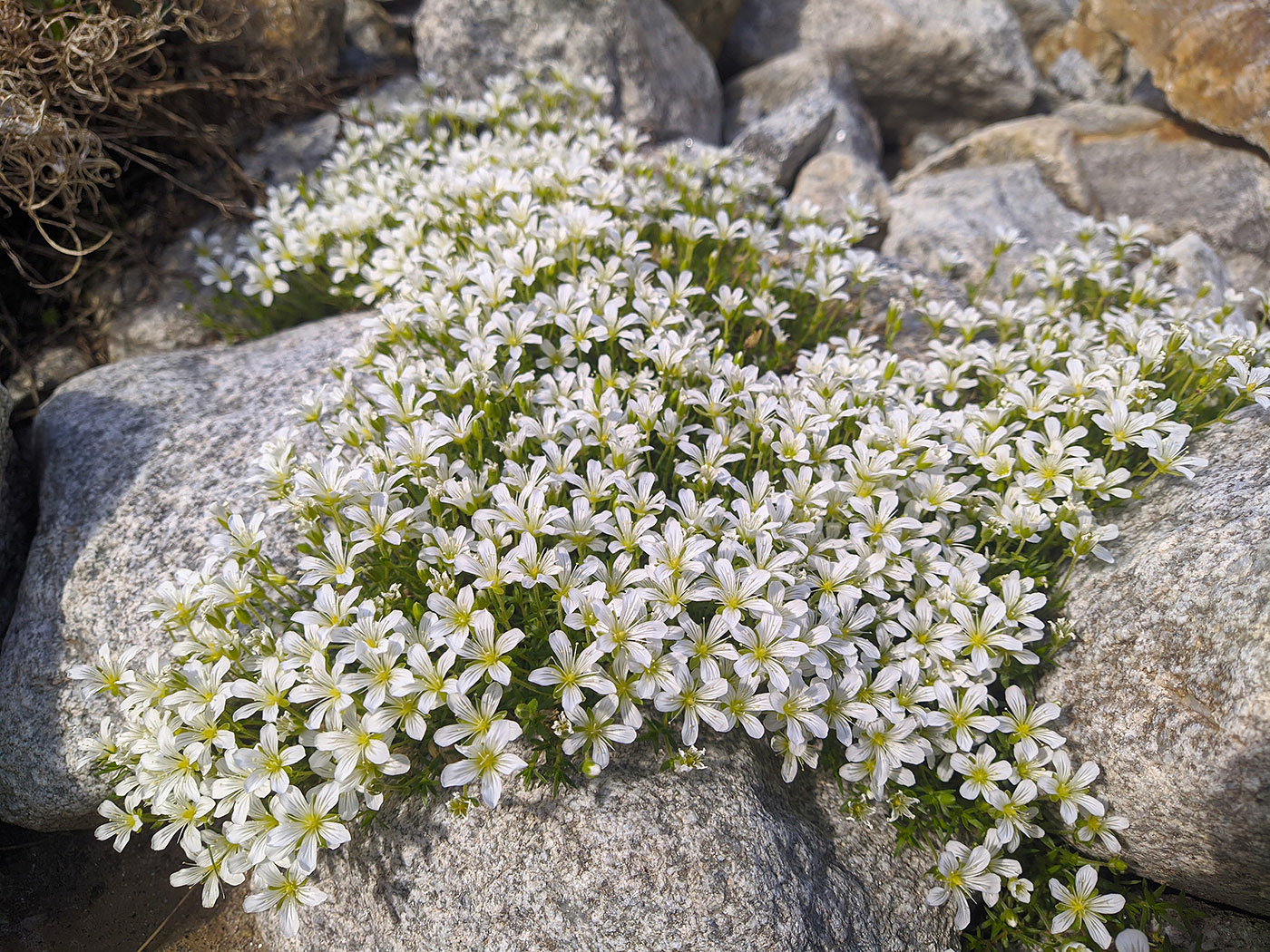 Image of Minuartia imbricata specimen.