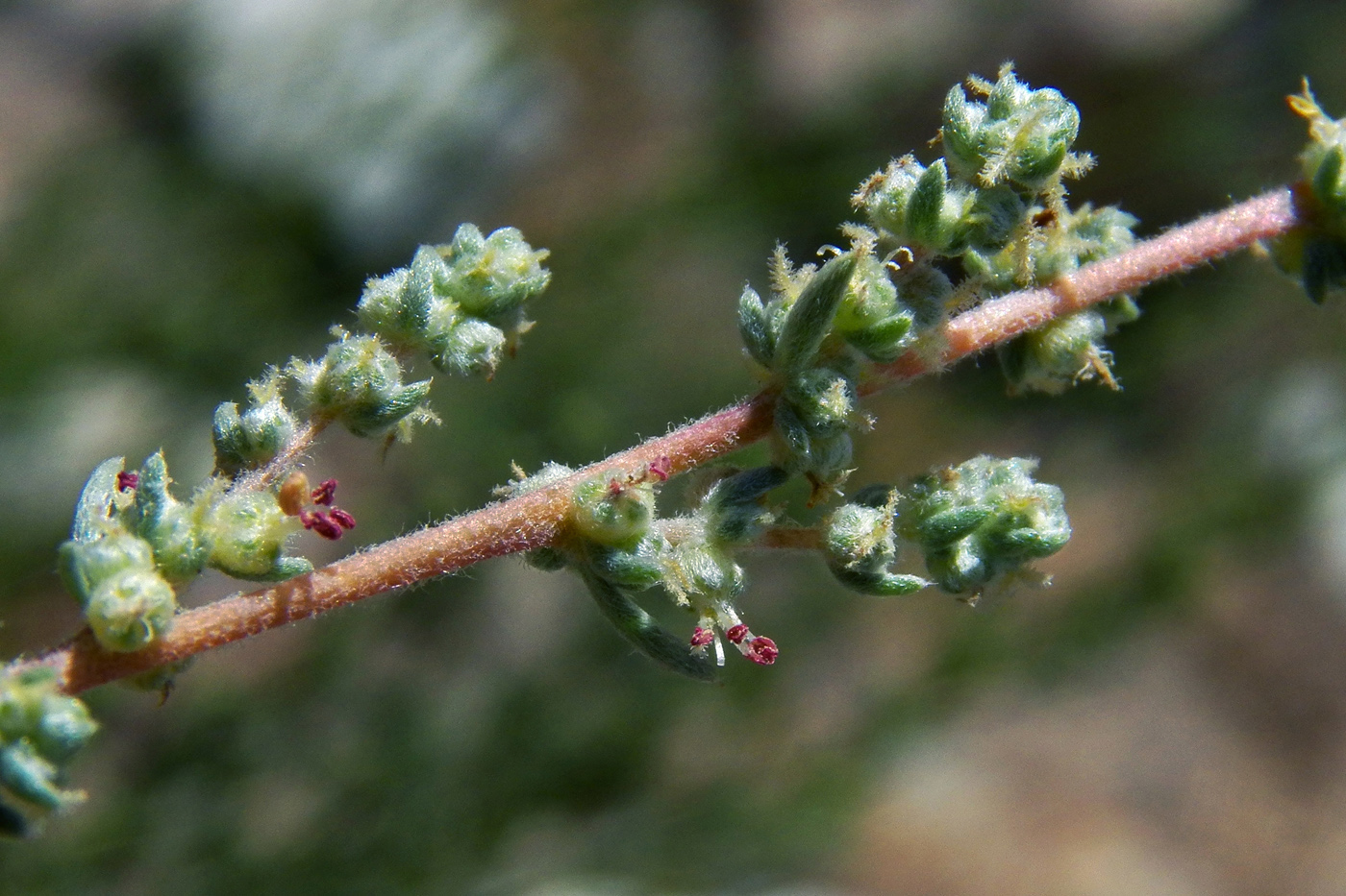 Изображение особи Bassia prostrata.