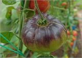 Lycopersicon esculentum. Незрелый плод. Московская обл., Раменский р-н, окр. дер. Хрипань, садовый участок. 08.09.2023.