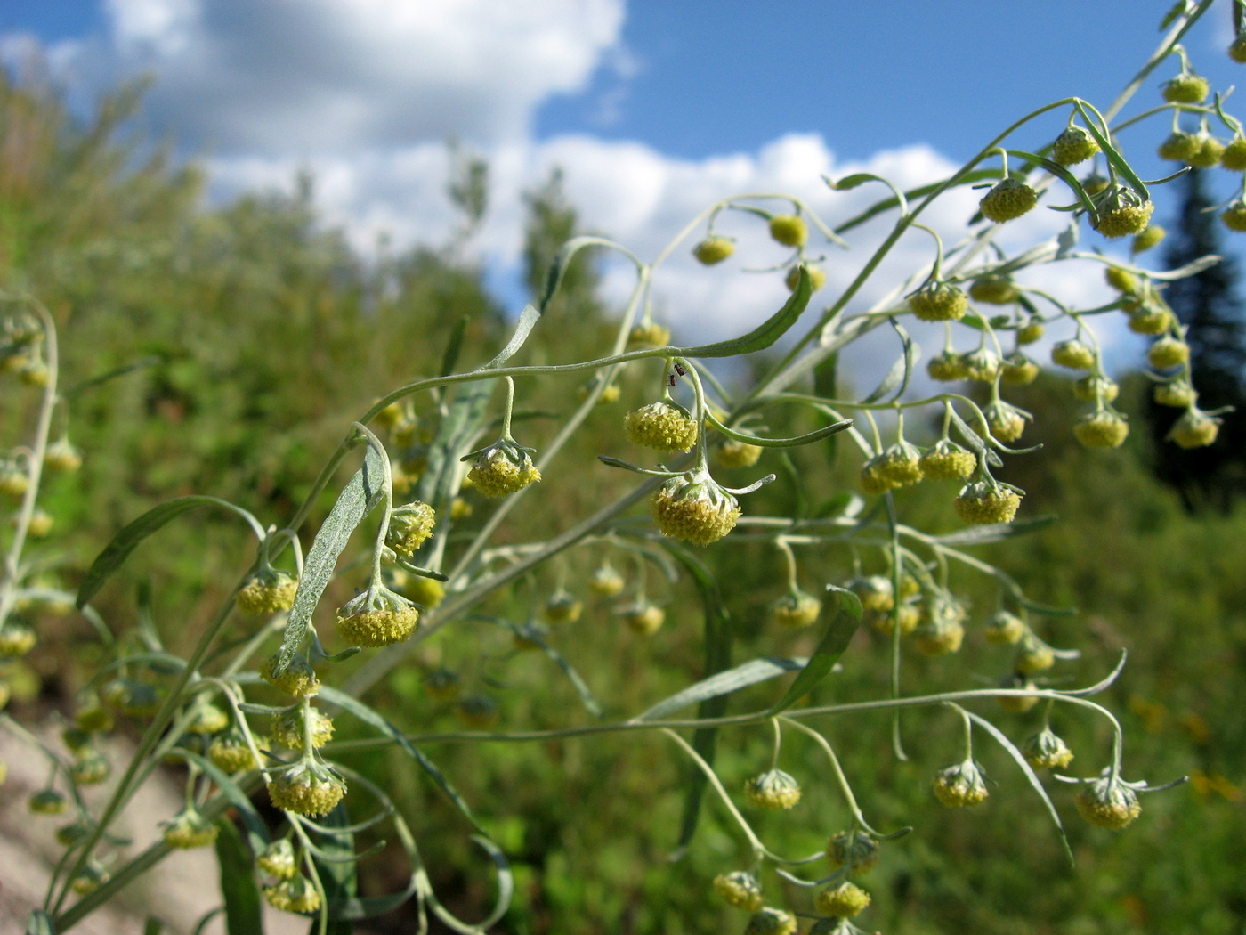 Изображение особи Artemisia sieversiana.