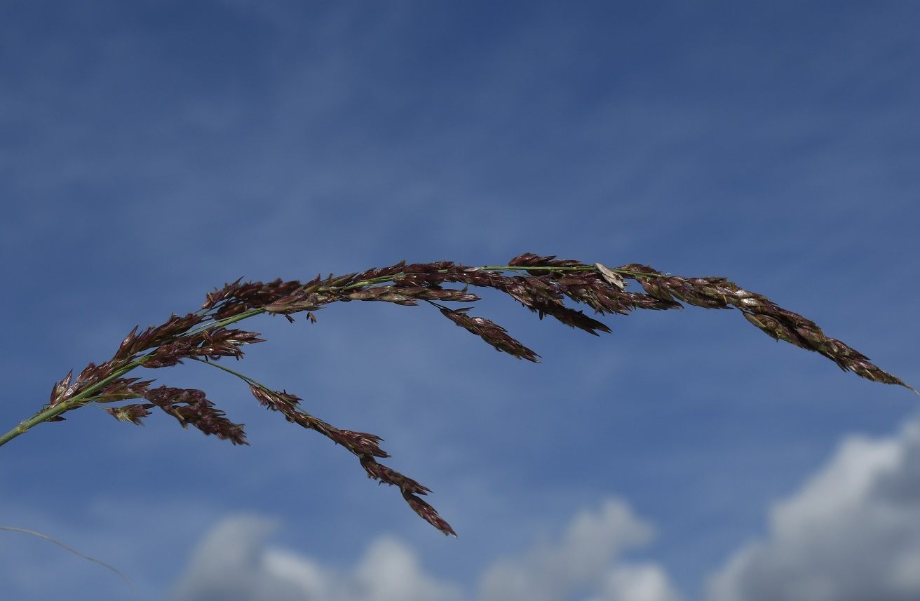 Image of familia Poaceae specimen.