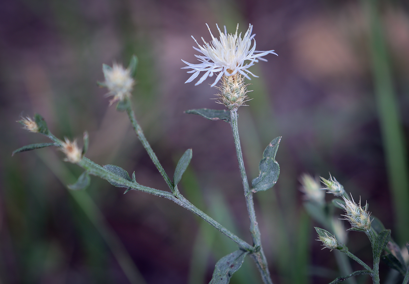 Изображение особи Centaurea diffusa.