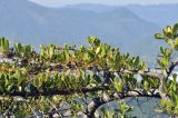Catunaregam tomentosa. Часть ветви, опутанной желтоватыми побегами растения-паразита. Вьетнам, провинция Кханьхоа, г. Нячанг, гора Co Tien (Angel Mountain), кромка склона с травяно-кустарниковой растительностью. 08.09.2023.