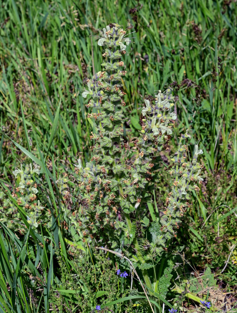 Image of Salvia armeniaca specimen.