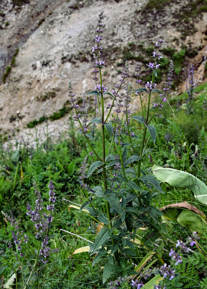 Изображение особи Nepeta nuda.