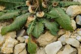 Taraxacum serotinum