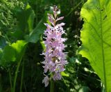 Dactylorhiza fuchsii. Соцветие с жуком Cantharis rustica(?); крупные листья справа и позади – Rumex confertus. Нижегородская обл., Арзамасский р-н, окр. с. Пустынь, влажная поляна у ручья в смешанном лесу (в сообществе с Equisetum sylvaticum, Geum rivale, Potentilla sp., Filipendula ulmaria и др.). 19.06.2020.