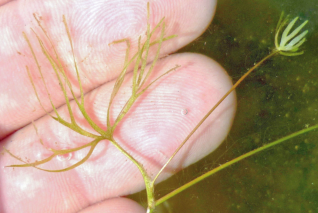 Image of Ranunculus gmelinii specimen.