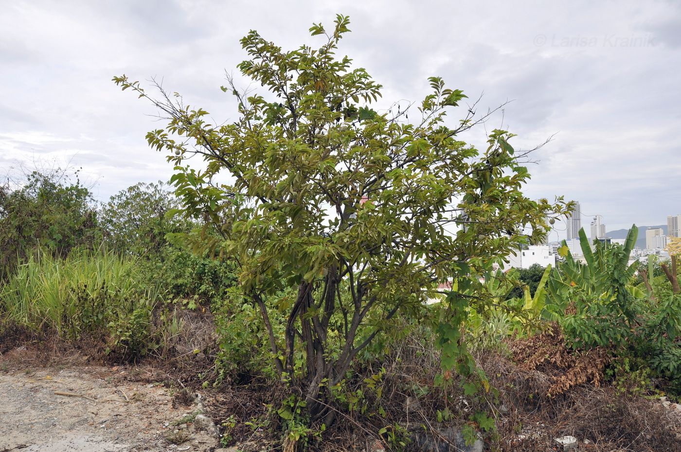 Image of Annona squamosa specimen.