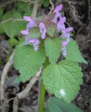 Lamium purpureum. Верхушка цветущего растения. Абхазия, Гагрский р-н, окр. с. Лдзаа, подверженный эрозии крутой склон. 11.04.2024.