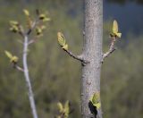 Cotinus coggygria