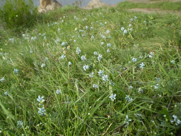 Image of Hyacinthella leucophaea specimen.