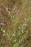 Trachomitum sarmatiense