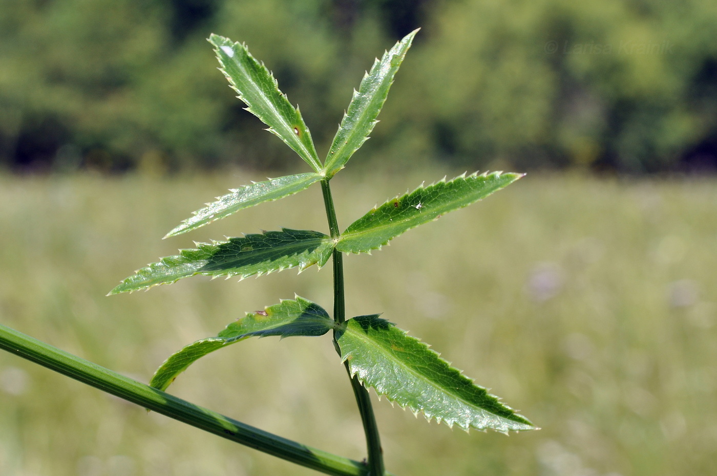 Image of familia Apiaceae specimen.