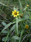 Bidens variety radiata