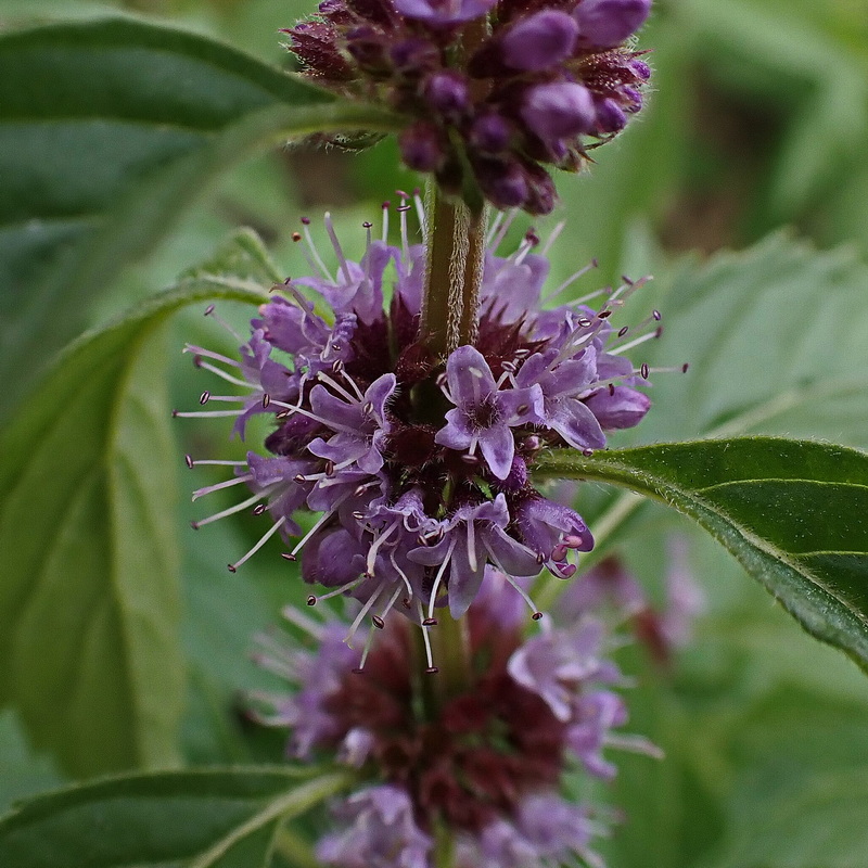 Изображение особи Mentha canadensis.