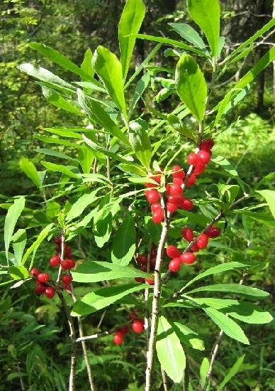 Image of Daphne mezereum specimen.