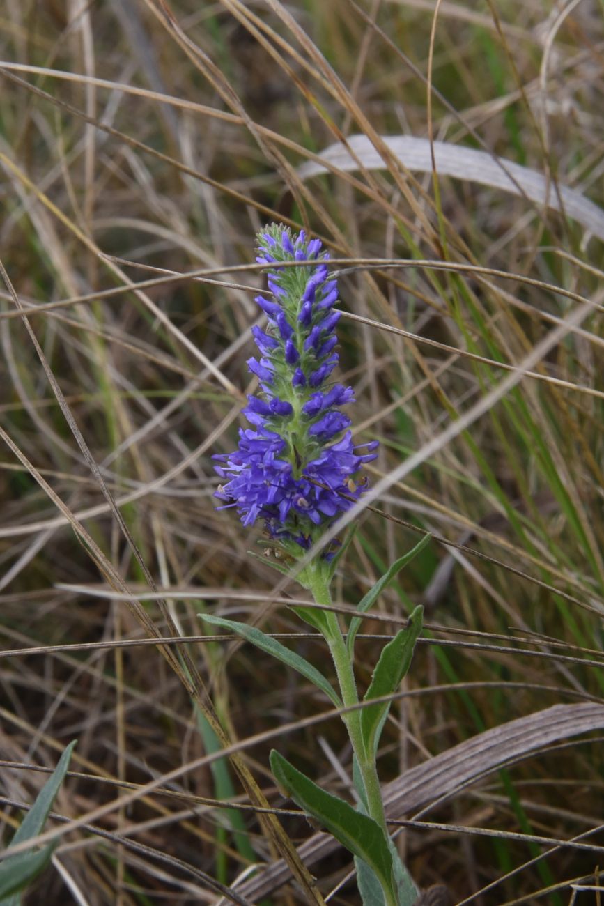 Image of Veronica spicata specimen.