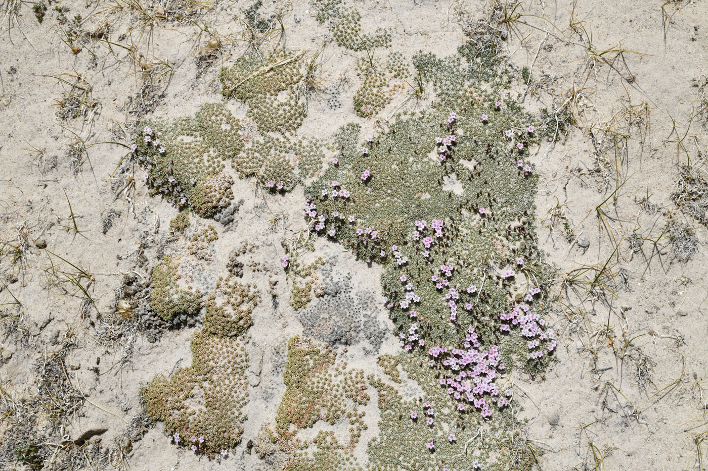 Image of Acantholimon diapensioides specimen.